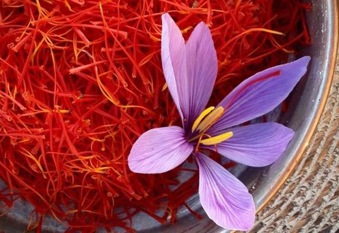 Saffron Luck : किस्मत चमकाने के लिए केसर है गुणवान, जानिए कैसे