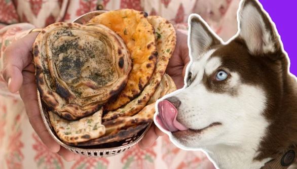 Siddh Totke : प्रतिदिन कुत्ते को रोटी खिलाने से मिलता है ये फल , इसके अचूक टोटके के बारे में जानें