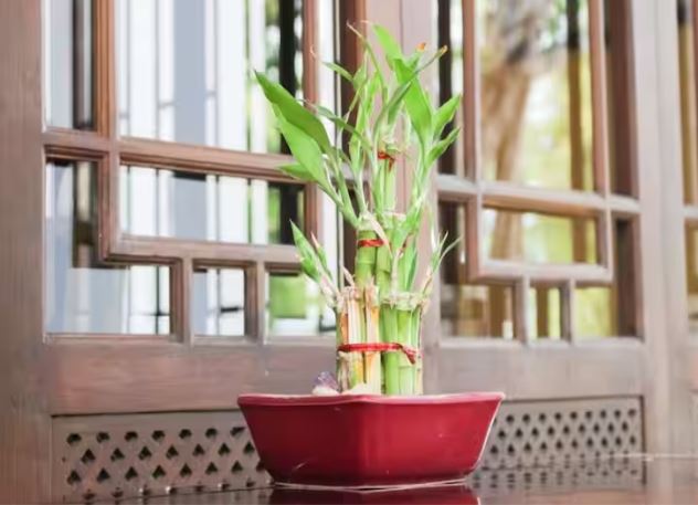 Bamboo Vastu Tips : इस दिशा में लगाना चाहिए बांस का पौधा, परिवार के सदस्यों में आपसी संबंध होते हैंबेहतर