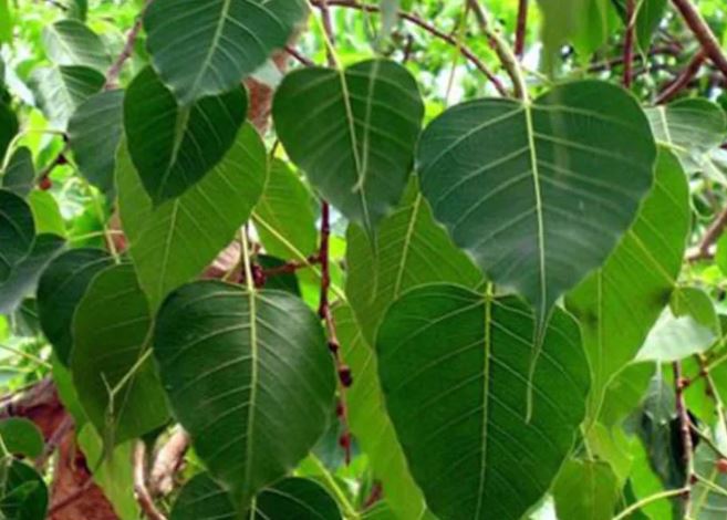 Peepal Ka Ped : इस वृक्ष को वासुदेव भी कहते है, कई रोगों में है लाभकारी
