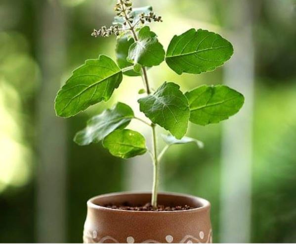 Vastu Tips : तुलसी के आसपास ये पौधे नहीं लगाने चाहिए, धन हानि होती है