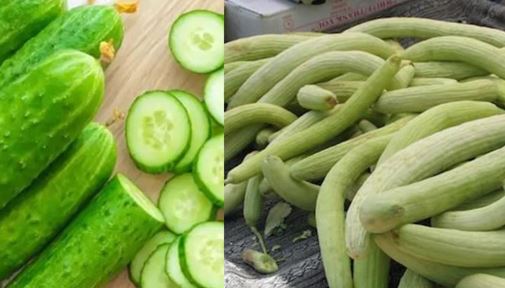 Kheera- Kakdi In Summer : गर्मियों का सच्चा साथी खीरा-ककड़ी हेल्थ के लिए फायदेमंद है, शरीर के जहरीले तत्व निकलते हैं बाहर