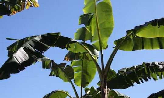 Banana Tree Totke : केले के पेड़ के इन टोटकों से बदल जाती है किस्मत, नहीं होगी पैसों की तंगी