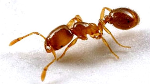 Troubled by Ants then Try these Tips: चीटियों से हैं परेशान तो अजमाएं ये टिप्स, चीटियां भूल जाएंगी आपके घर का रास्ता