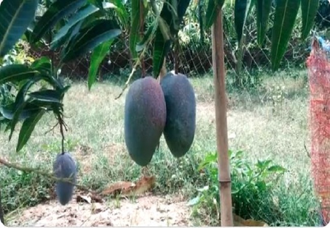 Most Expensive Mango : दुनिया के सबसे महंगे आम की खेती झारखंड के जामताड़ा होती है, एक किलो आम की कीमत जान उड़ जाएंगे होश